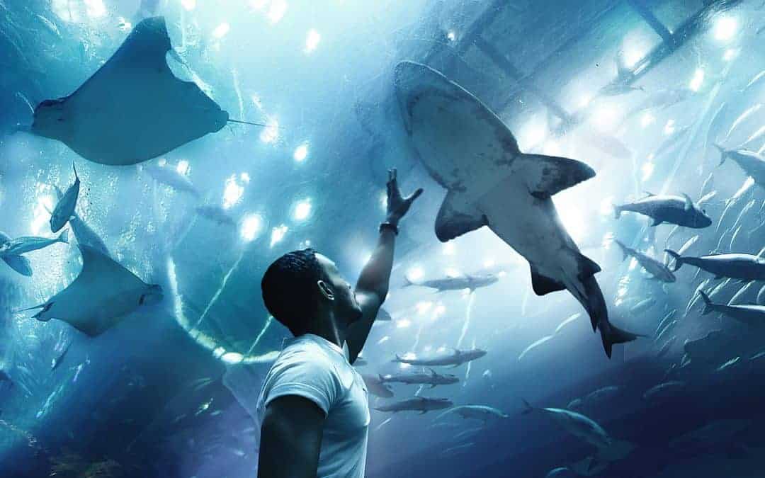 Sharks Feast on Public Relations