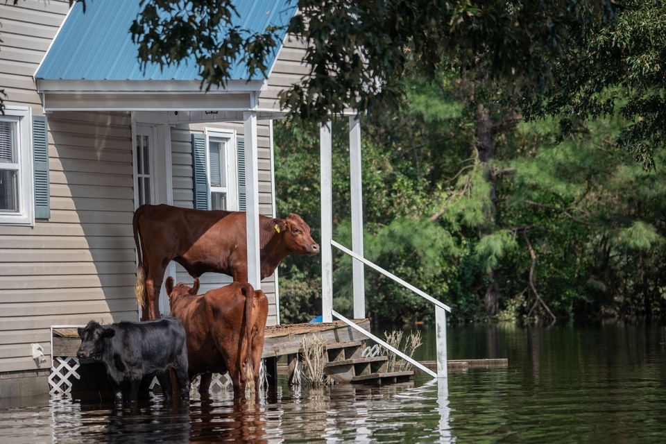 Disaster Planning